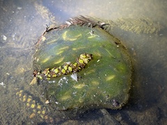 Oophila amblystomatis