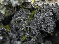 Fuscopannaria praetermissa