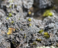 Fuscopannaria praetermissa