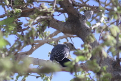 Melanerpes aurifrons