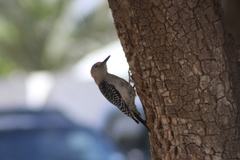 Melanerpes aurifrons