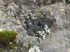 Fuscopannaria praetermissa