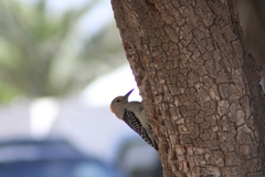 Melanerpes aurifrons