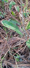 Quercus pumila