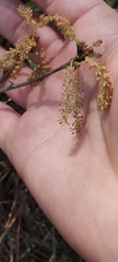 Quercus pumila