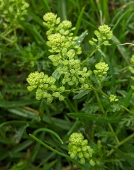 Lepidium bipinnatifidum