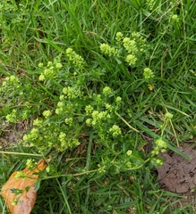 Lepidium bipinnatifidum