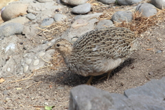 Nothoprocta perdicaria