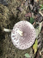 Coniolepiota spongodes