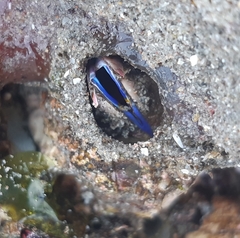 Austromegabalanus psittacus