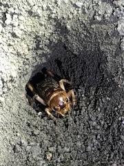Tarbinskiellus portentosus