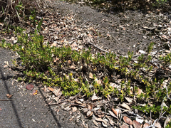 Coprosma ernodeoides