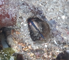 Austromegabalanus psittacus