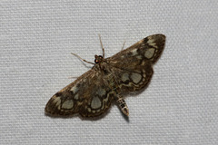 Anania coronata