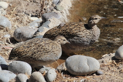 Nothoprocta perdicaria