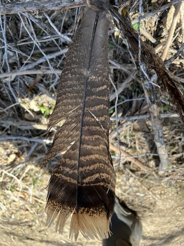 Wild Turkey photographed in South Dakota
