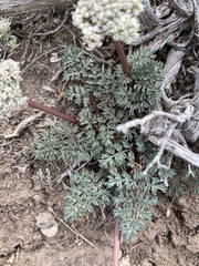 Lomatium canbyi