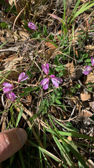 Rhinotropis californica