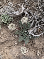 Lomatium canbyi