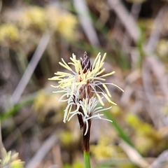 Carex concinnoides