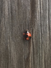 Exochomus jamaicensis