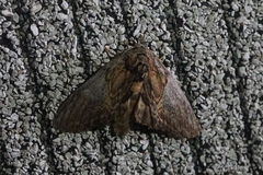Peridea basitriens