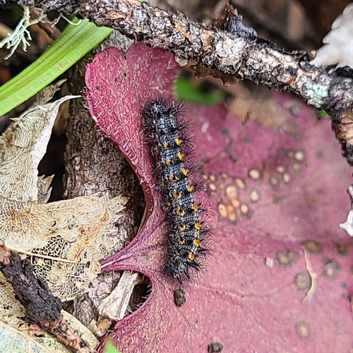 Snowberry Checkerspot