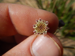 Othonna linearifolia