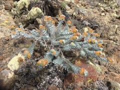 Acmispon argophyllus adsurgens