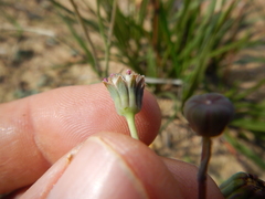 Othonna linearifolia