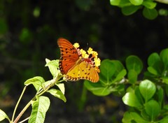 Dione vanillae