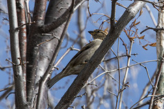Passer domesticus