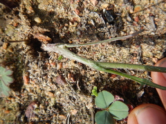 Othonna linearifolia
