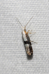 Argyresthia spinosella