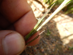Othonna linearifolia