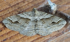 Syneora fractata