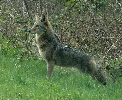 Coyote photographed in Washington