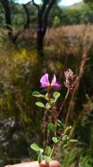 Leptodesmia congesta