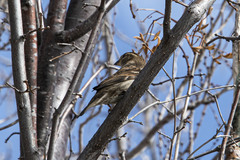 Passer domesticus