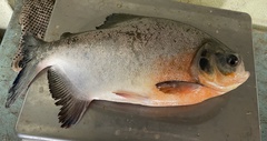 Piaractus brachypomus