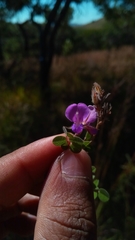 Leptodesmia congesta