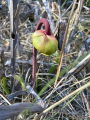 Image of Sarracenia flava