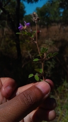 Leptodesmia congesta