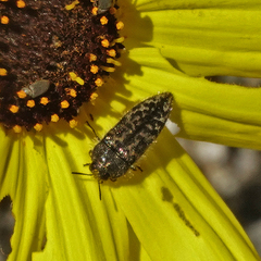 Acmaeodera labyrinthica