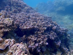 Montipora flabellata