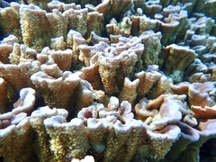 Montipora flabellata