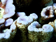 Montipora flabellata