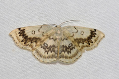 Cyclophora annularia