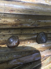 Poecilozonites bermudensis