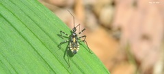 Sphedanolestes impressicollis